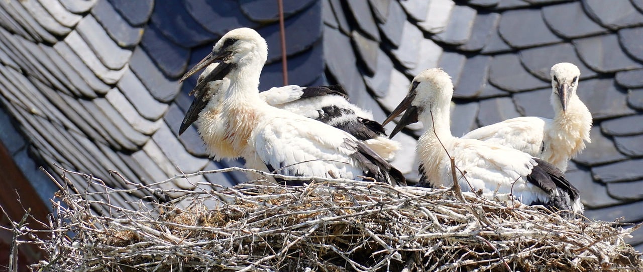 storks, birds, bird nest-8026642.jpg